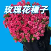 【玫瑰花種子】四季開花 庭院陽台盆栽 易種植 香氣濃郁 新手園藝推薦 玫瑰苗 花卉種籽 居家綠化 送禮自用兩相宜