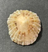 笠螺 Patella depressa   A1904