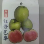 珍珠芭樂苗宅配 香水芭樂水蜜少籽芭樂紅鑽芭樂紅寶石芭樂紅心芭樂珍珠拔2棵出貨可合併其它品項