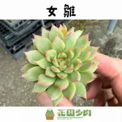 《花田多肉》🌵【女雛】 1.5吋盆 多肉植物/多肉/戶外植物/景天科/石蓮花/園藝/盆栽/組盆/造景
