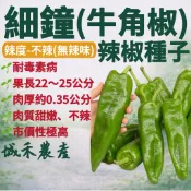 城禾農產🍃 細鐘辣椒種子 25粒 牛角椒種子 不辣椒種子 甜不辣椒種子 大辣椒種子 辣椒種子 甜辣椒種子 牛角辣椒種子