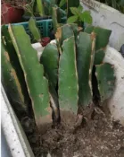 火龍果枝條 嫁接保母 5枝賣場 15-20公分 枝條有白火龍果和紅火龍果 有根枝條  仙毬園