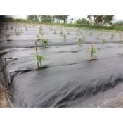 雜草抑制蓆 抑草蓆寬6尺/長50米（台灣製造）