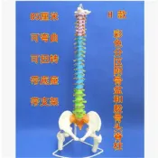 源創優品 【最低價】【公司貨】人體脊柱模型1:1成人醫學正骨練習骨骼模型頸椎腰椎脊椎骨架模型