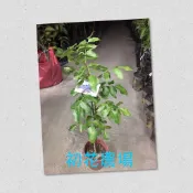 初花農場|南非樹紫藤|5吋盆|冬天葉況較黃(正常生理現象)---特價220