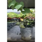 慶平花坊-[金香葡萄苗]水果苗-3.5吋盆/果實黃白色/可適合鮮食或釀酒
