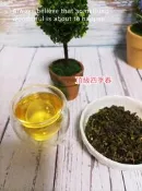【金豪茶業】頂級四季春茶(散裝300.600公克)團購/批發/商業生意用/飲料原料