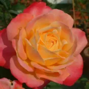 《榮光》🈶貨 🌹 玫瑰花盆栽苗 🌹 玫瑰苗 🌹 玫瑰花苗 🌹玫瑰花🌹
