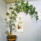 🌿（內門竹種子）淨化化空氣竹子 招財旺宅 竹報平安 好育苗室內外盆栽桌擺綠植盆栽種子