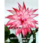特殊重瓣螃蟹蘭 Floral  Aurora 花朵極光，嫁接植株→1棵1000元。