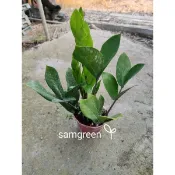 【samgreen♥️金錢樹🌿】3吋盆/室內盆栽/長青翠綠
