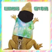 ★爬蟲新樂園★[台灣現貨]鬆獅蜥蜴外出帽T牽繩 三種配色 魔鬼氈設計 鬆緊可調 鬆獅蜥蜴