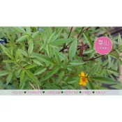 芳香萬壽菊 芳香萬壽菊