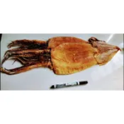 巨大的阿根廷魷魚乾（135-160克 10隻送1 烤魷魚 乾魷魚 尤魚乾（今年最新鮮入港）魷魚乾 一夜乾