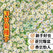 洋甘菊種子 香草植物 舒緩茶飲 可愛小白花 療癒盆栽 易種易活 可食用花 安心助眠 花園新娘 室內陽台