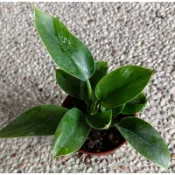 東大興農場 彩虹蔓綠絨 綠帝王蔓綠絨 3 寸盆 觀葉植物