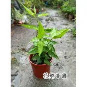 《花鄉園藝》優頓草、憂遁草、沙巴蛇草、鱷嘴花