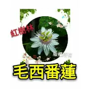 【紅樹林】毛西番蓮@ 野百香果(種子)~每份60粒