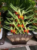 中壢平鎮免運~開幕喬遷 新居落成送禮 盆栽 【金錢樹 蘭花 開運竹】開運竹盆栽開幕盆栽室內盆栽祝賀開幕送禮開店招財