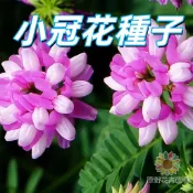 【小冠花種子】地被植物 護坡固土 綠肥 牧草 庭院圍籬 花壆 綠化 景觀 紫紅繡球花 耐旱 耐貧瘠 易活 新手易種植