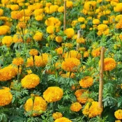 現貨現發~萬壽菊種子（多入組） 四季開花 發芽率高 易養活 菊花種子 花卉種子 耐寒耐熱 觀賞花卉 庭院陽台盆栽種子