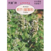 新上架 荊芥【香藥草種子】貓薄荷 天星牌 小包裝種子 優惠價商品