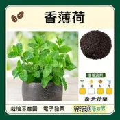 【空中花園藝世界】香薄荷種子｜綠薄荷 留蘭香 Spearmint 香草植物 盆栽種植 陽台園藝