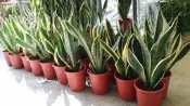 ╭＊田尾玫瑰園＊╯觀葉植物-(美葉虎尾蘭)5吋盆280元