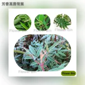 ［擺盤裝飾］新鮮香草食用葉類Edible herbs 芳香萬壽菊葉 香草 淡甜香氣 泡茶 烹飪 裝飾