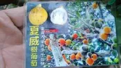 花花世界-水果苗*夏威樹葡萄*5吋盆/高30-40cm/全世界最新 大品種樹葡萄 /MA