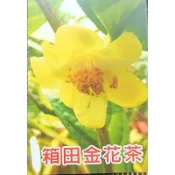 東大興農場 喬伊肯德利茶花 箱田金茶花茶 越南金茶花 茶花 4吋盆 觀賞盆栽 觀花植物 季節花卉