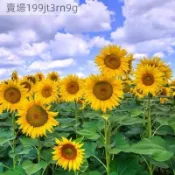 現貨🌻向日葵種子大全 （50粒）可觀賞 可食用 多頭玩具熊向日葵 可做切花 四季盆栽種植 陽台庭院大田可種植 高產抗病種