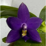 Phal.violacea 'indigo' x sib 原生種蝴蝶蘭、蘭花、瓶苗