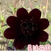 ｛星沐花園｝巧克力波斯菊、波斯菊、巧克力秋英、巧克力香味、5寸