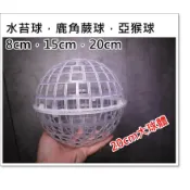 〈美心花園〉鹿角蕨   亞猴球  上球配件 水苔  水苔球 鹿角蕨上板 (亞猴，捲捲鹿 非猴  女王鹿角蕨)上板神器