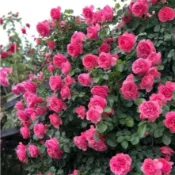 【最新月季玫瑰花】 爬藤玫瑰種子 濃香型爬藤薔薇花四季爬藤植物開花不斷盆栽庭院 四季種植開花多年生爬藤月季