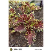 滿築觀葉彩葉草（88）