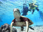 【Klook客路】沖繩宮古島海龜浮潛：日英文潛導・贈送照片 現在預訂，當日使用 上午出發 3 - 5小時 免費取消 