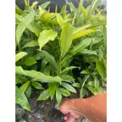 毛柿、台灣黑檀-台灣原生植物 建議新竹貨運一箱可放40棵