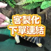 補差額   陸龜飼料 高纖維牧草 飼料試吃包 草本飼料 仙人掌飼料 鮮果糧