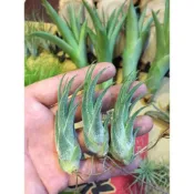 (店+)空氣鳳梨 小精靈X犀牛角 Ionantha X Seleriana