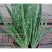 食用藥用植物  蘆薈  5吋盆高30cm 清熱消炎【花花世界玫瑰園】