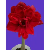 球體 2 公分 / 球體 2.5 公分~已確認花色正確球~~重瓣孤挺花苗~Red Toro~紅鮪魚