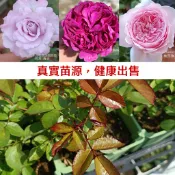 3.5、4吋【9/16小更新】超取天天出貨 物流週一、三出貨 玫瑰苗 月季苗 (無嫁接) 《四季有花玫瑰園》玫瑰盆栽