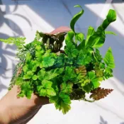 【苔蘚微景觀造景】水陸缸生態缸微景觀植物網紋草蕨類迷你植物造景材料魚缸造景