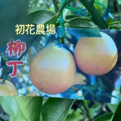 初花農場|柳丁、無籽柳丁、雞蛋柳丁、茂谷、無籽桶柑、帝王柑、砂糖橘、黃金砂糖橘、珍珠蜜柑、椪柑、海梨|4.5吋盆|果樹苗