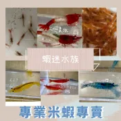 【蝦迷水族】玫瑰 香吉士 極火 藍絲絨 紅琉璃 黃金 雪球1.8-2.2公分貼紙