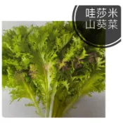 哇沙咪山葵菜種子0.6公克(約250粒)，山葵味，葉面有如羽毛般的裂狀。