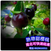 矮種✅進口熱帶甜櫻桃✅標準苗，約一年半就會生 水果苗 熱帶櫻桃苗 櫻桃苗 櫻桃樹 櫻桃樹苗 櫻桃嫁接苗
