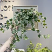 （常春藤）植畫植說/上板植物/蕨類/觀葉植物/室內植物/苔球/療癒小品/畫框/餐廳佈置/居家擺設/裝飾